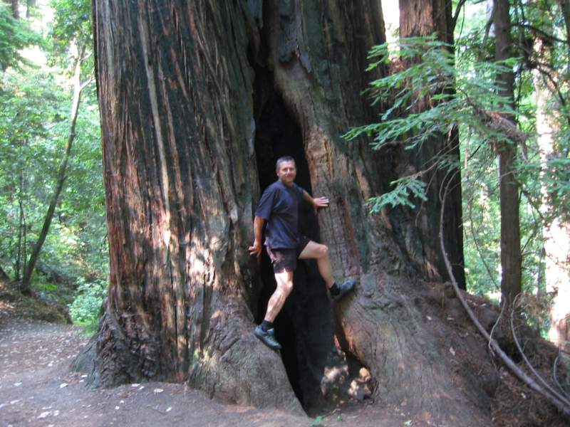 <i><b>329-Ave of the Giants</b></i>